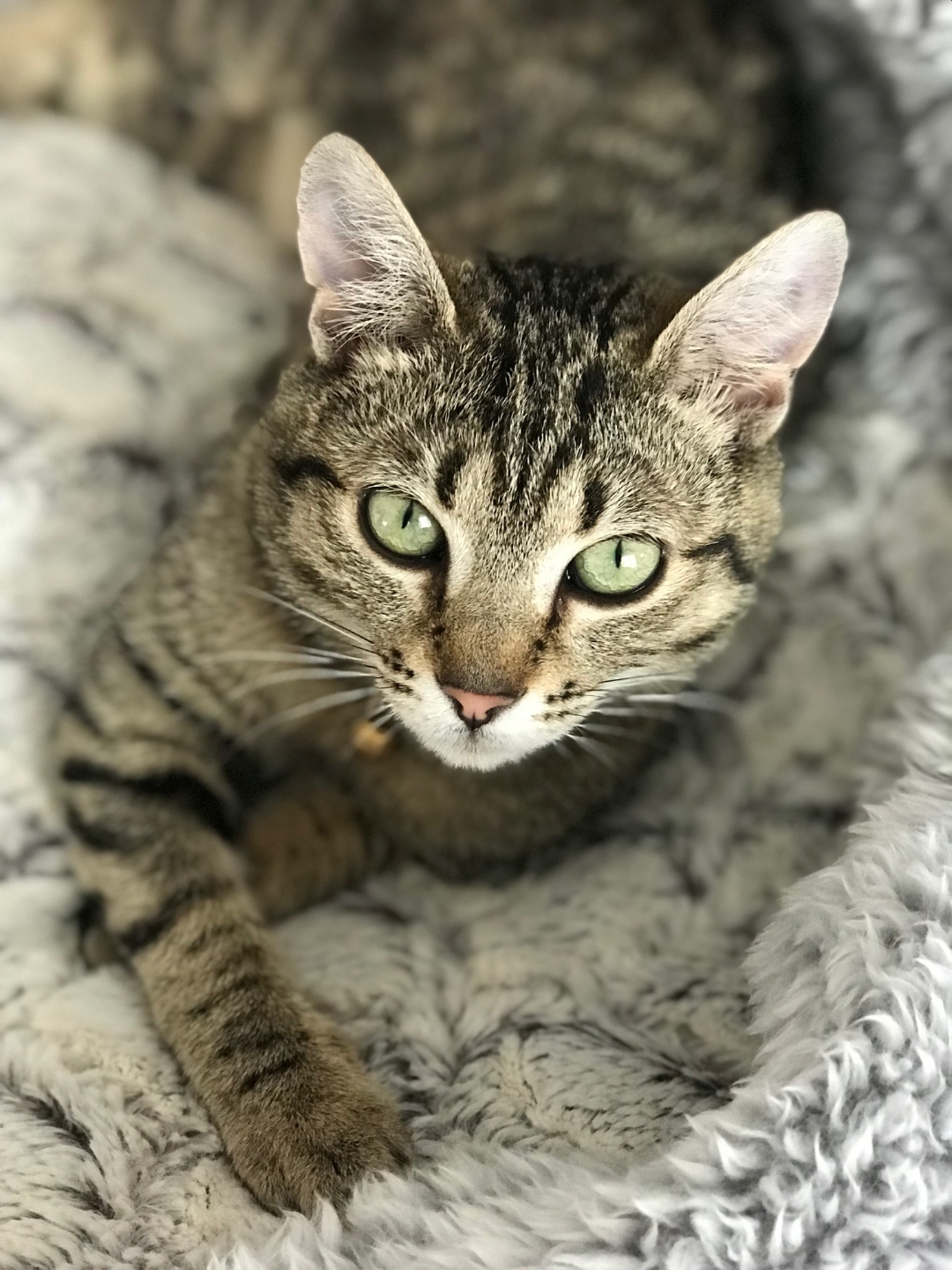 Coco resting her chin on a white fluffy blanket