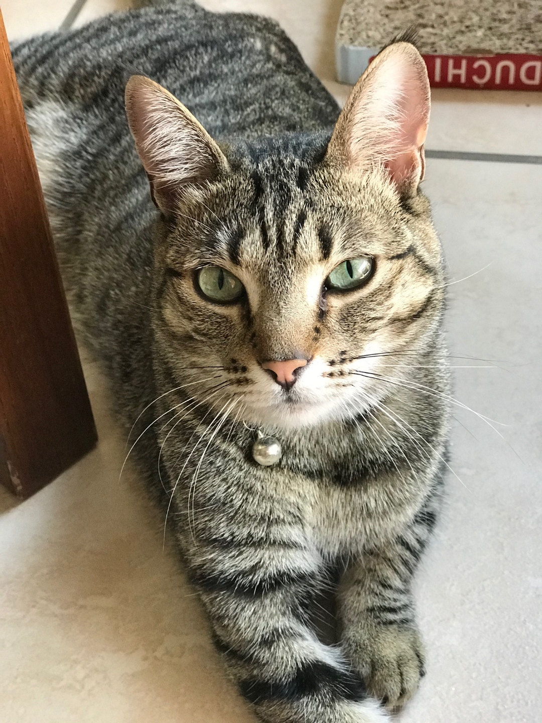 Coco in a dignified pose